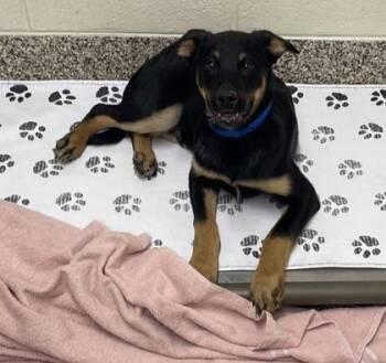 German Shepherd Dog and Mixed Breed Dogs Available for Adoption in Westland, Michigan - Bear | PetCurious