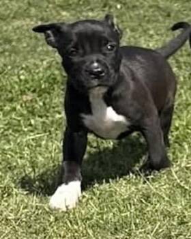 Mixed Breed Dogs Available for Adoption in Tunica, Mississippi - Alana  | PetCurious