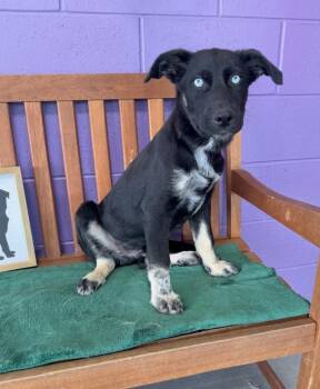 Shepherd Dogs Available for Adoption in North Prairie, Wisconsin - **AXL** | PetCurious