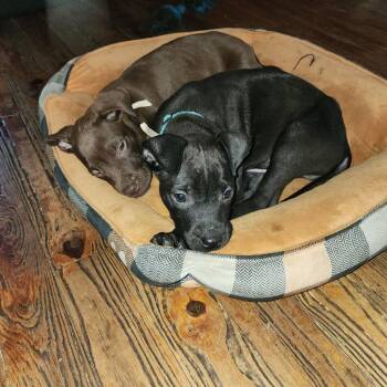 Mixed Breed Dogs Available for Adoption in Melrose, Florida - S
