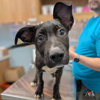 Rescue Mixed Breed Dogs for Adoption in New Castle, Delaware - Basil | PetCurious