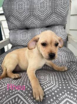 Rhea (Roxie
