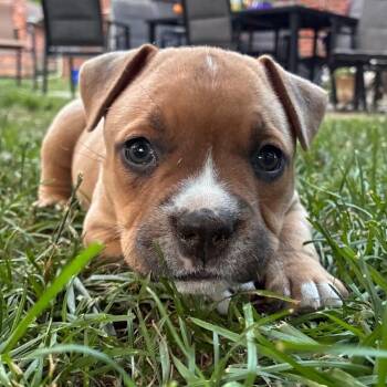 Opal -  American Bully Dog for Adoption in Ottawa Hills, Ohio - Opal | PetCurious