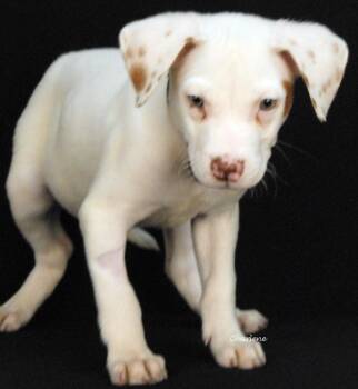 Soda Pop -  Beagle and Labrador Retriever Dog for Adoption in Newland, North Carolina - Soda Pop | PetCurious