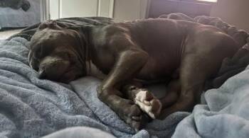 Jetsam -  American Bulldog and Mixed Breed Dog for Adoption in Atlanta, Georgia - Jetsam | PetCurious