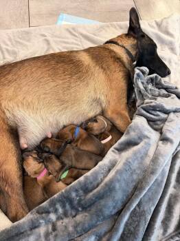 Pokemon- Baby Cubone (brown)- Located in Arizona -  Belgian Shepherd Malinois Dog for Adoption in Imlay City, Michigan - Pokemon- Baby Cubone (brown)- Located In Arizona | PetCurious