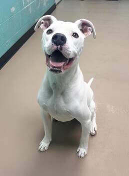Salem -  Mixed Breed Dog for Adoption in Nashville, Tennessee - Salem | PetCurious