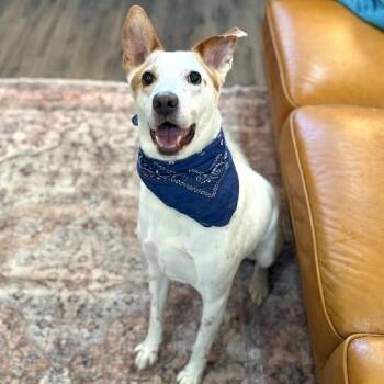 Labrador Retriever and German Shepherd Dog Dogs Available for Adoption - Ranchito Dorito The Most Chill Dude! | PetCurious