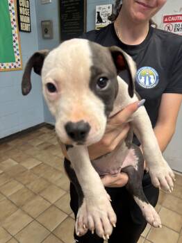Gizmo -  Pit Bull Terrier Dog for Adoption in Edison, New Jersey - Gizmo | PetCurious