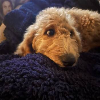 Golden Retriever and Poodle Dogs Available for Adoption in Rossville, Georgia - Evie | PetCurious