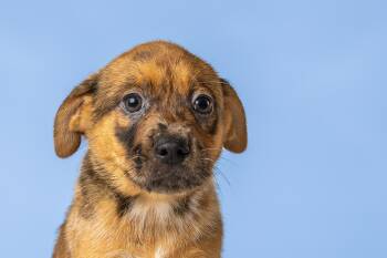 Australian Shepherd Dogs Available for Adoption in Simsbury, Connecticut - Sushi | PetCurious