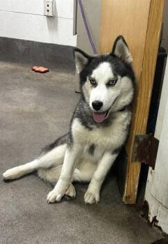 AMARI -  Husky Dog for Adoption - AMARI | PetCurious
