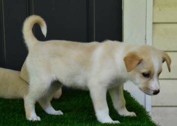 Golden Retriever and Labrador Retriever Dogs Available for Adoption in Willingboro, New Jersey - Eva | PetCurious