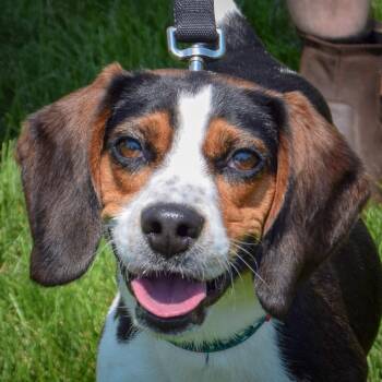 Fredrick -  Beagle Dog for Adoption in Huntley, Illinois - Fredrick | PetCurious