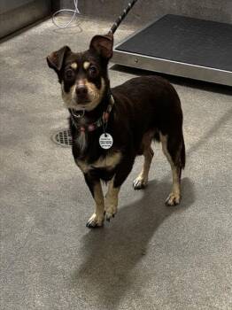 DAVIN -  Chihuahua Dog for Adoption - DAVIN | PetCurious
