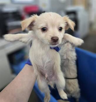 Mixed Breed Dogs Available for Adoption in Dallas, Texas - RODOLFO | PetCurious