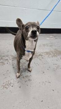 Sweetie -  Chihuahua Dog for Adoption in Sacramento, California - Sweetie | PetCurious