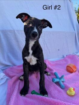 Candy Litter:  Spree -  Labrador Retriever and Dalmatian Dog for Adoption in Berwick, Pennsylvania - Candy Litter:  Spree | PetCurious