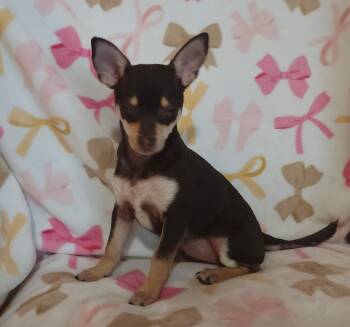 Rat Terrier Dogs Available for Adoption in Houston, Texas - Savoy | PetCurious