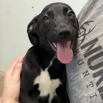 Lincoln -  Labrador Retriever and Australian Shepherd Dog for Adoption in Watertown, Connecticut - Lincoln | PetCurious