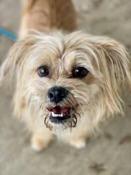 Mixed Breed Dogs Available for Adoption in Munster, Indiana - BBQ | PetCurious