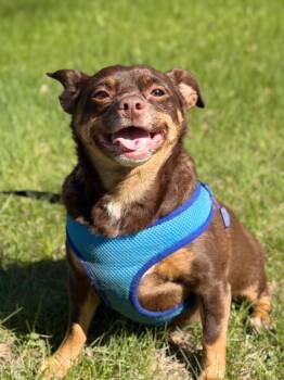 Mixed Breed Dogs Available for Adoption in Menomonie, Wisconsin - Augustus | PetCurious
