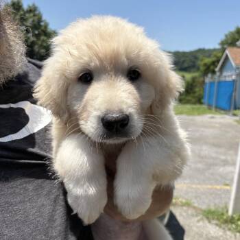 Paige -  Great Pyrenees and Anatolian Shepherd Dog for Adoption in Jefferson City, Tennessee - Paige | PetCurious