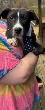 Mixed Breed Dogs Available for Adoption - Kacey | PetCurious