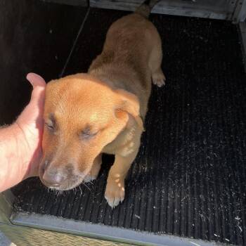 Shepherd Dogs Available for Adoption in Saint Joseph, Missouri - Melinda | PetCurious