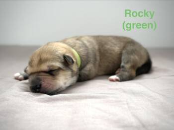 Retriever and Shepherd Dogs Available for Adoption in Calgary, Alberta - Rocky | PetCurious