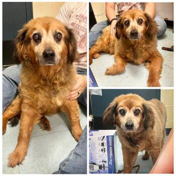 Ethel -  Mixed Breed Dog for Adoption in Dublin, Virginia - Ethel | PetCurious