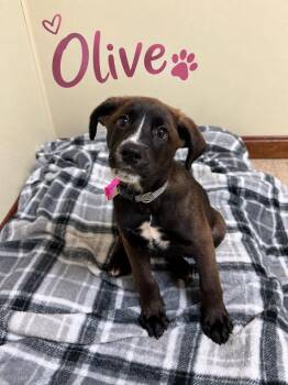 Olive -  Retriever Dog for Adoption in Douglas, Massachusetts - Olive | PetCurious