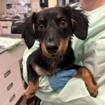 Dachshund and Mixed Breed Dogs Available for Adoption in Flagstaff, Arizona - Snickers | PetCurious