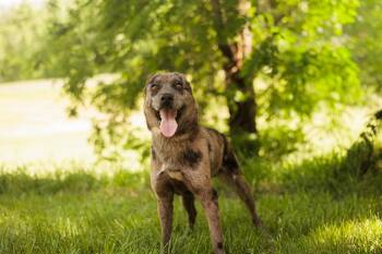 Mixed Breed Dogs Available for Adoption in Gradyville, Kentucky - Tracy-Transport | PetCurious