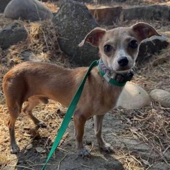Rescue Terrier Dogs for Adoption in Fresno, California - Homeless | PetCurious