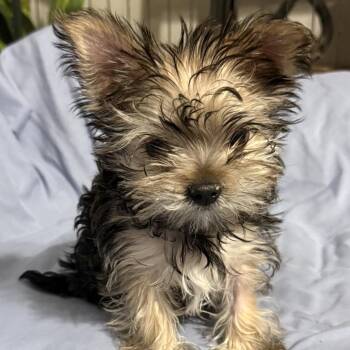 Yorkshire Terrier Dogs Available for Adoption in Las Vegas, Nevada - Miracle | PetCurious