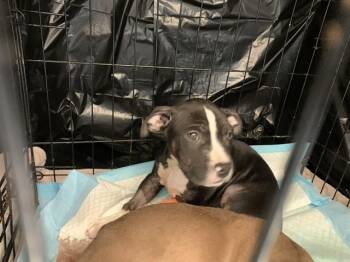 Pit Bull Terrier Dogs Available for Adoption - SIMON | PetCurious