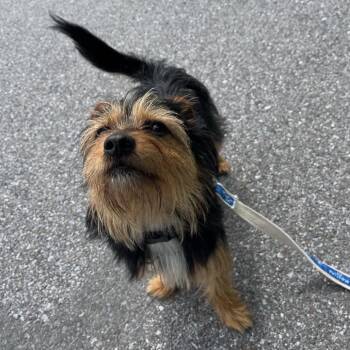 Caligula -  Mixed Breed Dog for Adoption in South Burlington, Vermont - Caligula | PetCurious