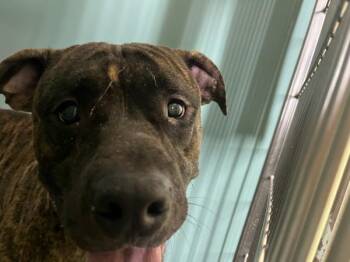 Garden -  Mixed Breed Dog for Adoption in New York, New York - Garden | PetCurious