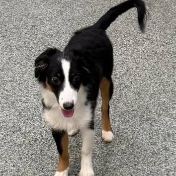 Cielo -  Shetland Sheepdog Sheltie Dog for Adoption in Las Vegas, Nevada - Cielo | PetCurious