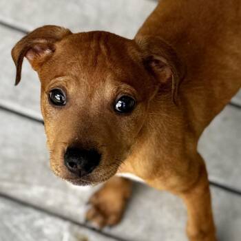 Ramone -  Mixed Breed Dog for Adoption in Bradenton, Florida - Ramone | PetCurious