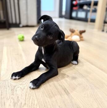 American Staffordshire Terrier and Mixed Breed Dogs Available for Adoption in Houston, Texas - Nate | PetCurious