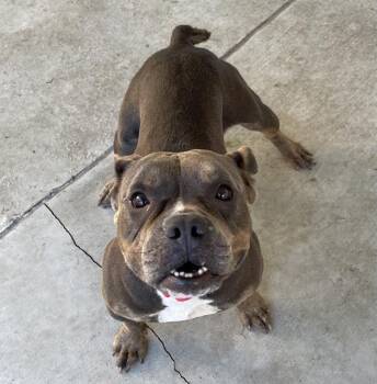 TOADETTE -  Mixed Breed Dog for Adoption in Palmetto, Florida - TOADETTE | PetCurious