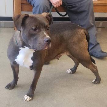 Pit Bull Terrier Dogs Available for Adoption in York, Pennsylvania - YORK-Stray-15408 | PetCurious