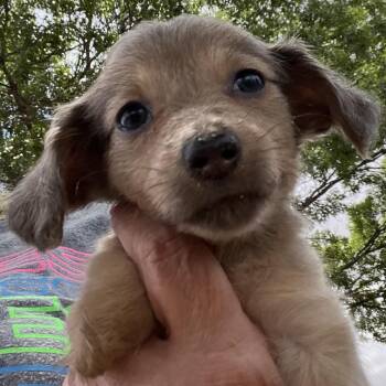Darla -  Dachshund Dog for Adoption in Midland, Texas - Darla | PetCurious
