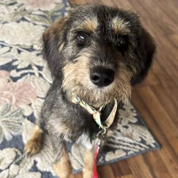 Daniel -  Wirehaired Terrier Dog for Adoption in Ottawa Hills, Ohio - Daniel | PetCurious