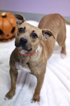 Punkin in NH. Come Meet our Adoptable Dogs Wednesday-Saturday. M -  Terrier Dog for Adoption in Manchester, New Hampshire - Punkin In NH. Come Meet Our Adoptable Dogs Wednesday-Saturday. M | PetCurious