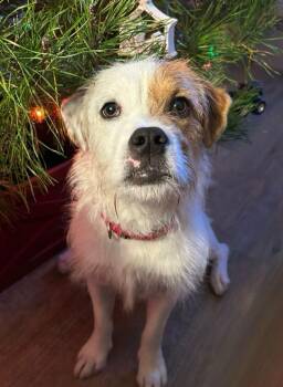 Jack Russell Terrier Dogs Available for Adoption - Russell | PetCurious