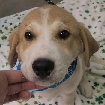 Great Pyrenees and Beagle Dogs Available for Adoption - Lilo | PetCurious