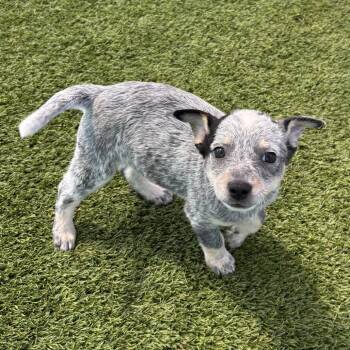 Pup 6 3565 -  Cattle Dog and Mixed Breed Dog Available for Adoption in Loxahatchee Groves, Florida - Pup 6 3565 | PetCurious